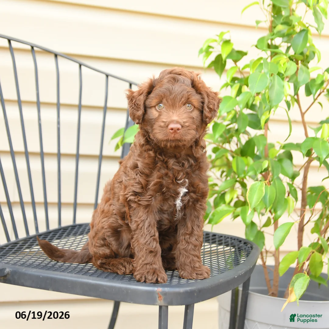 Mixed Breed dogs for sale: Fudge - Ad 1