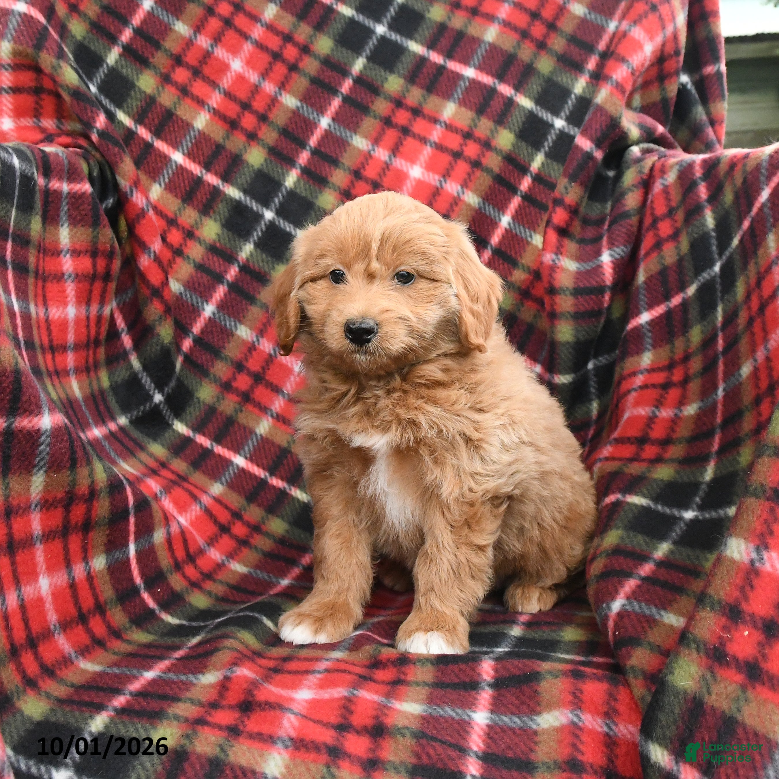 Mini Goldendoodle dogs Shane - Ad 2