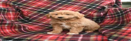 Mini Goldendoodle dogs for sale: Shane - Ad 2