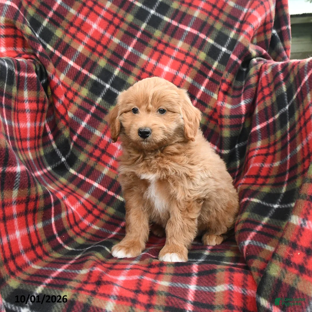 Mini Goldendoodle dogs for sale: Shane - Ad 2
