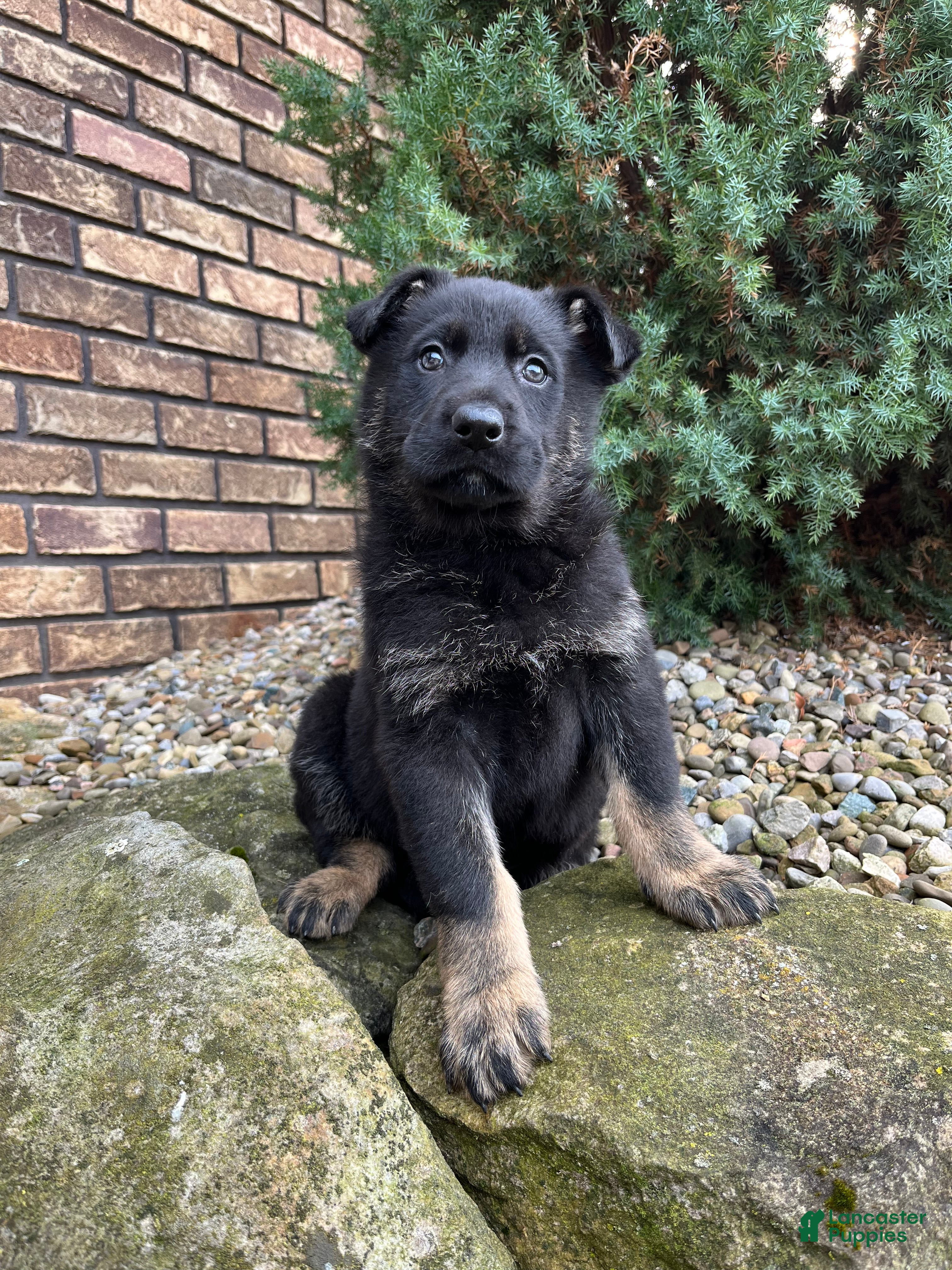 German Shepherd dogs Jayda - Ad 34