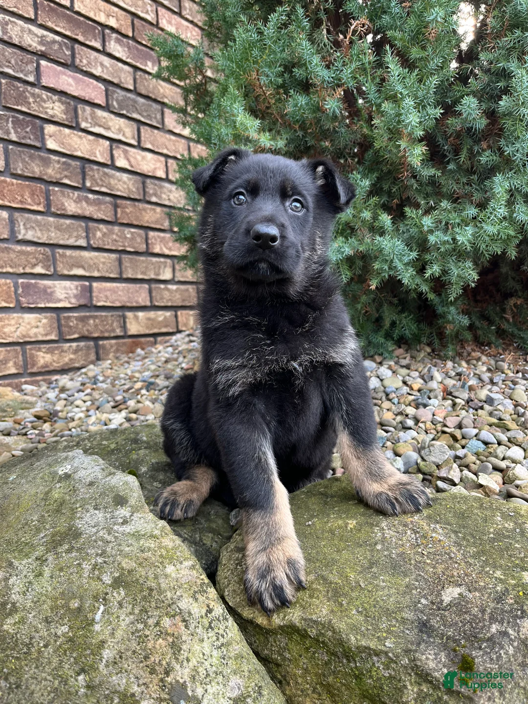 German Shepherd dogs for sale: Jayda - Ad 1