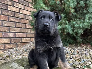 German Shepherd dogs Jayda - Ad 34