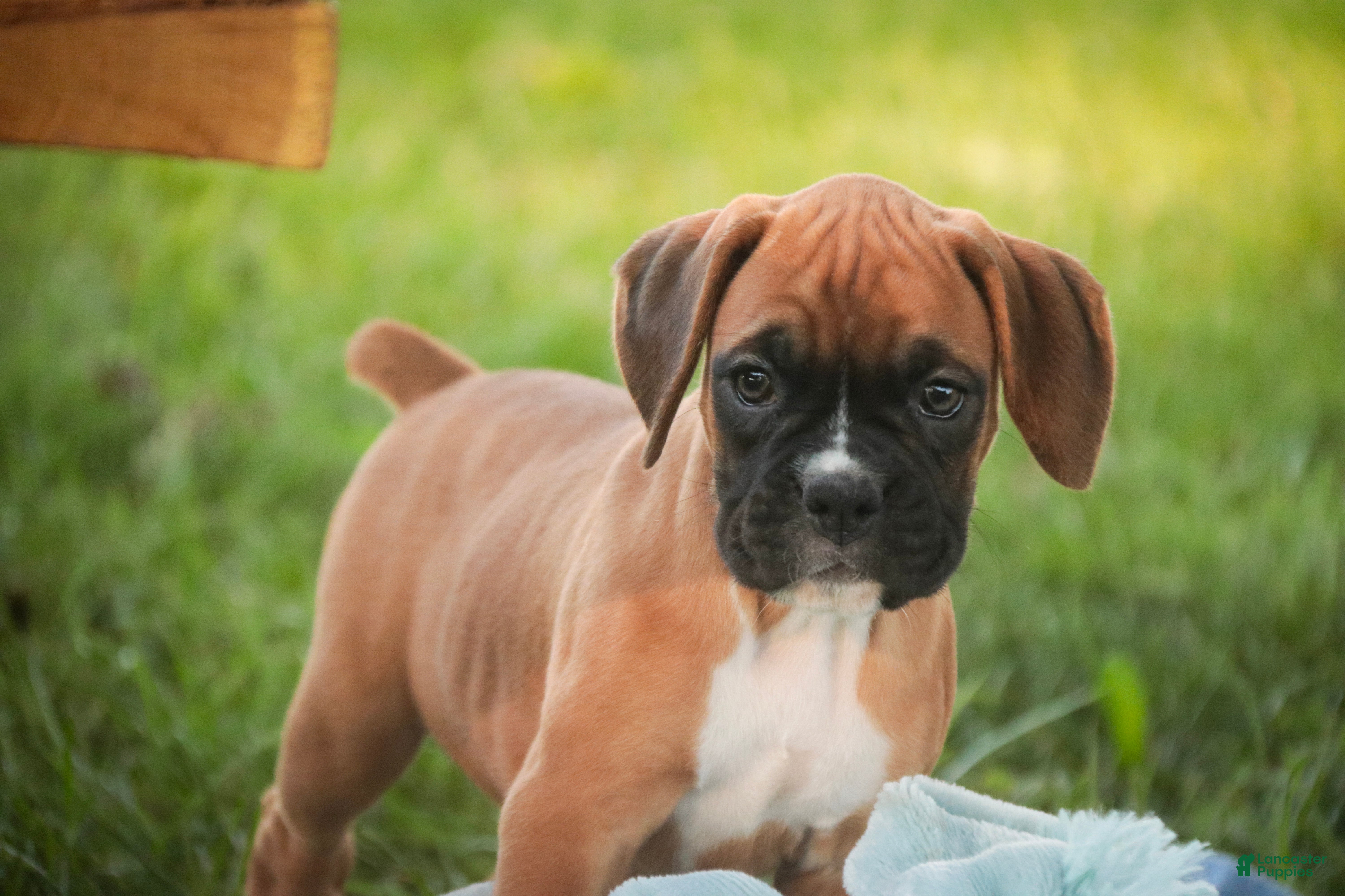 Boxer dogs Everest - Ad 2