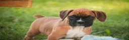 Boxer dogs for sale: Everest - Ad 2