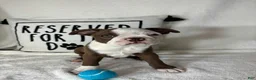Boston Terrier dogs for sale: Butter - Ad 5