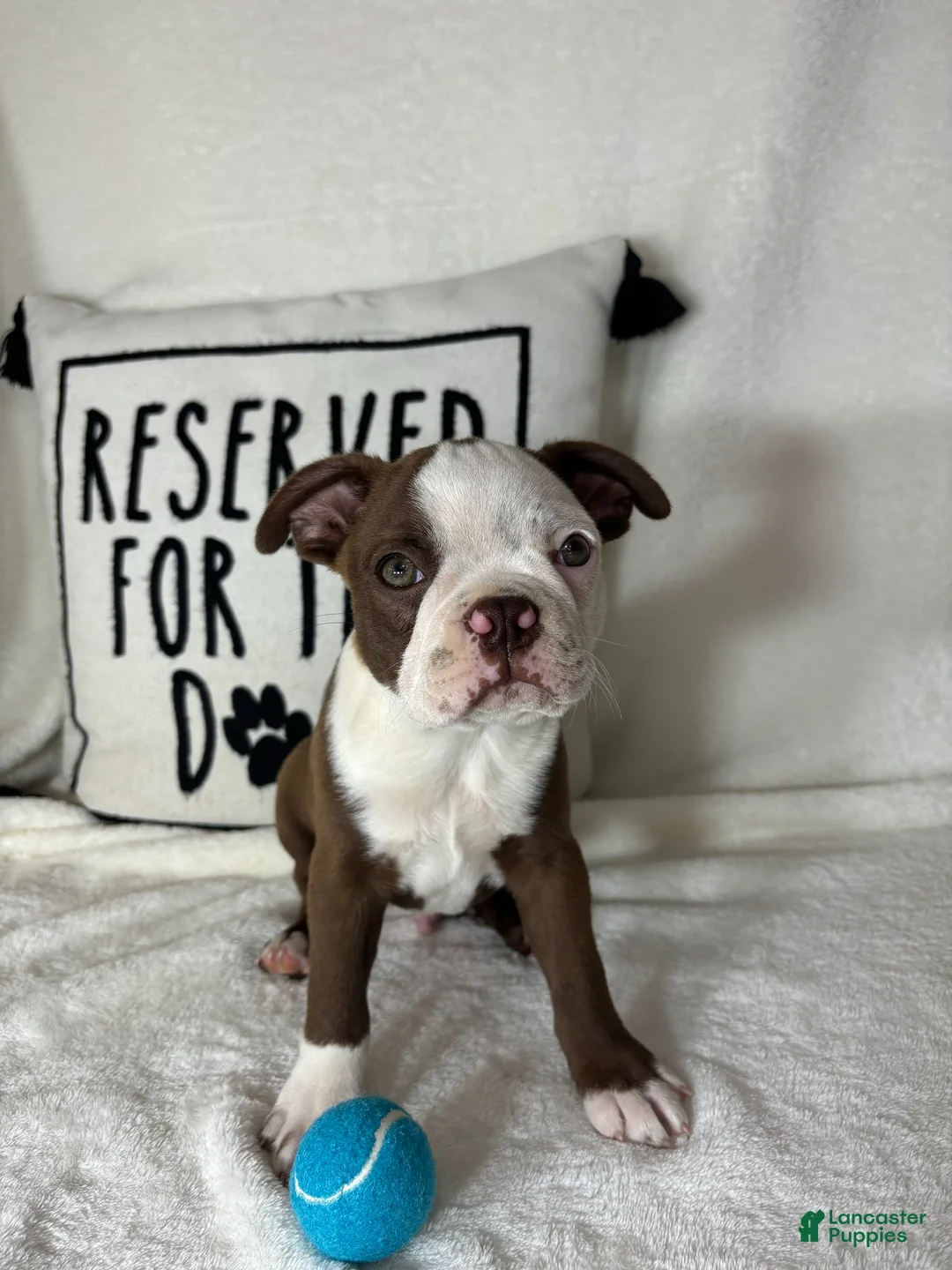 Boston Terrier dogs for sale: Butter - Ad 5