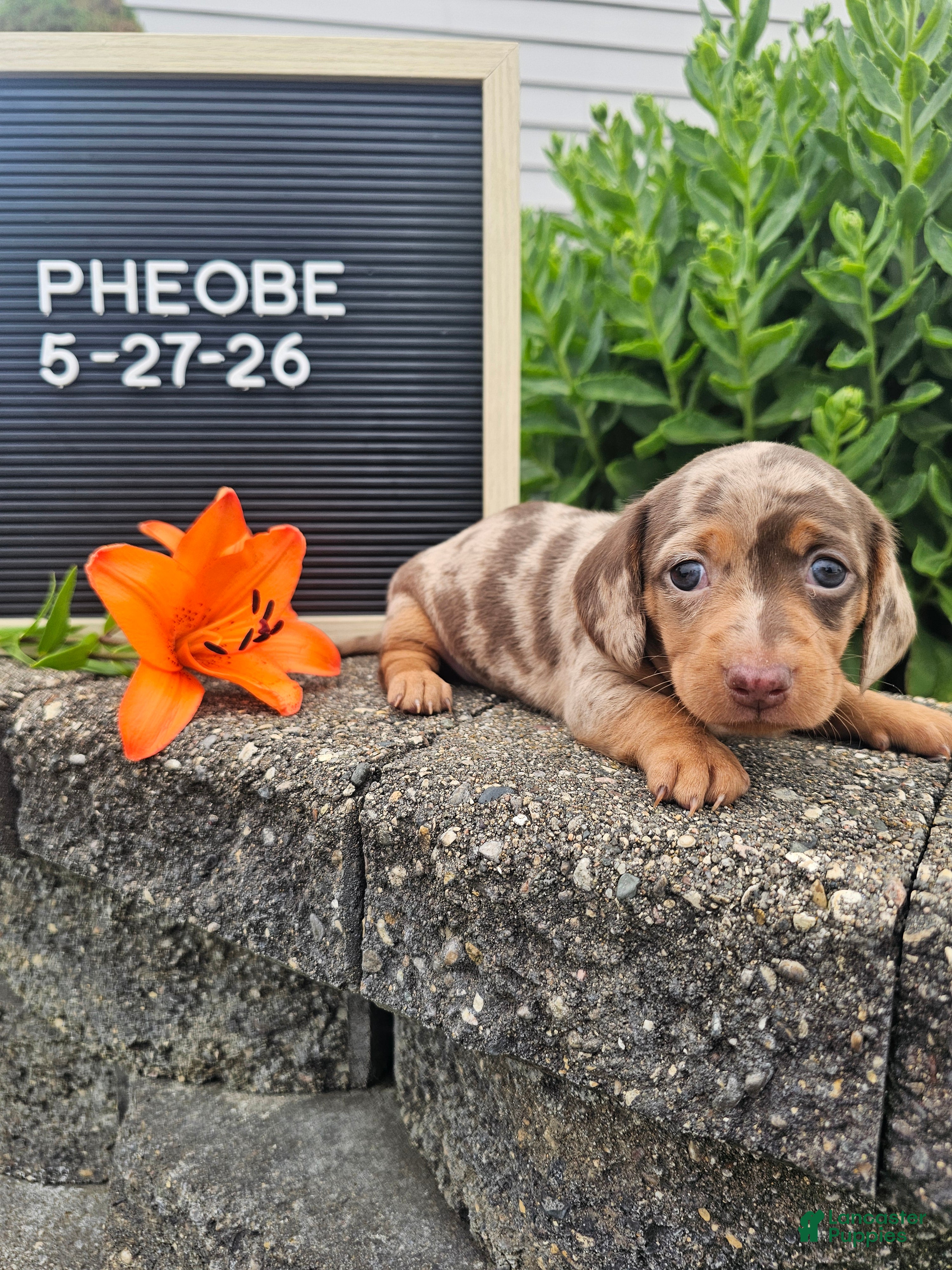 Miniature Dachshund dogs Phoebe - Ad 2