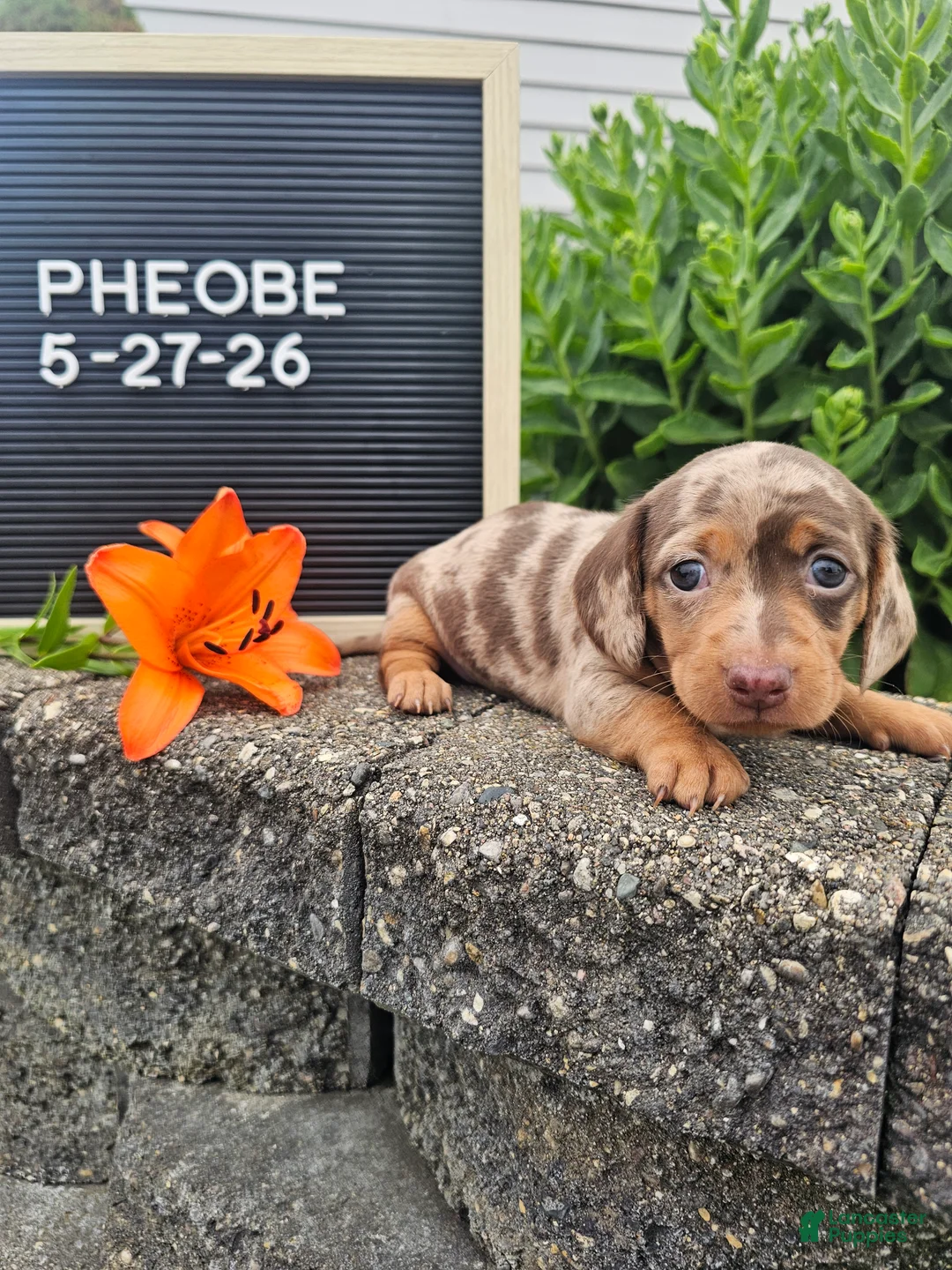 Miniature Dachshund dogs for sale: Phoebe - Ad 2