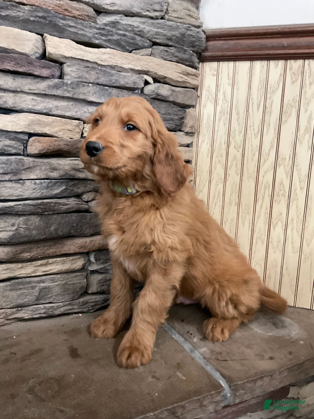 Goldendoodle dogs for sale: Curri - Ad 5