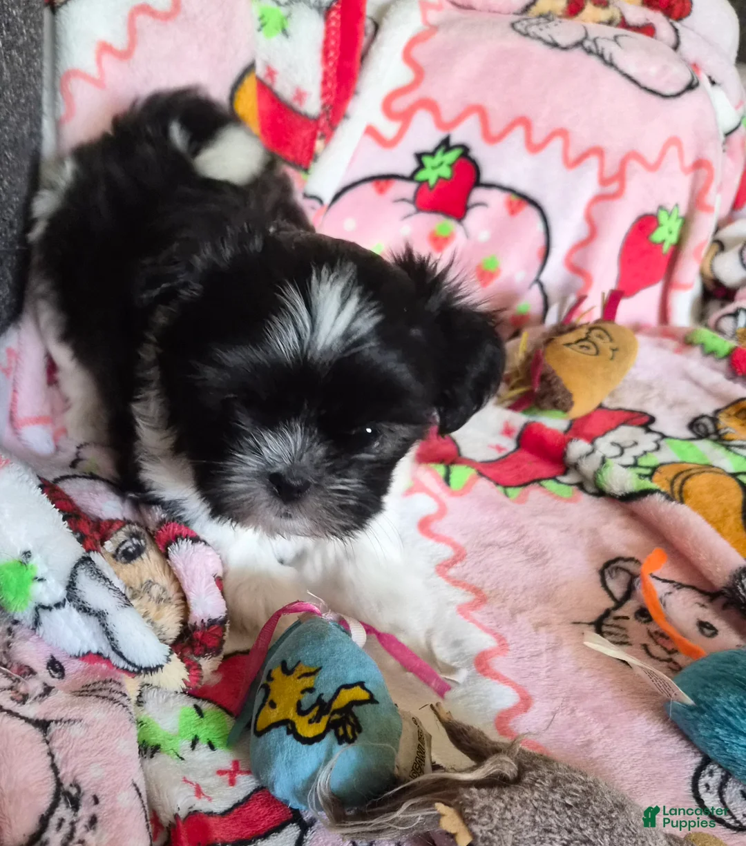 Shih Tzu dogs for sale: Shih Tzu Puppy 1 - Ad 6
