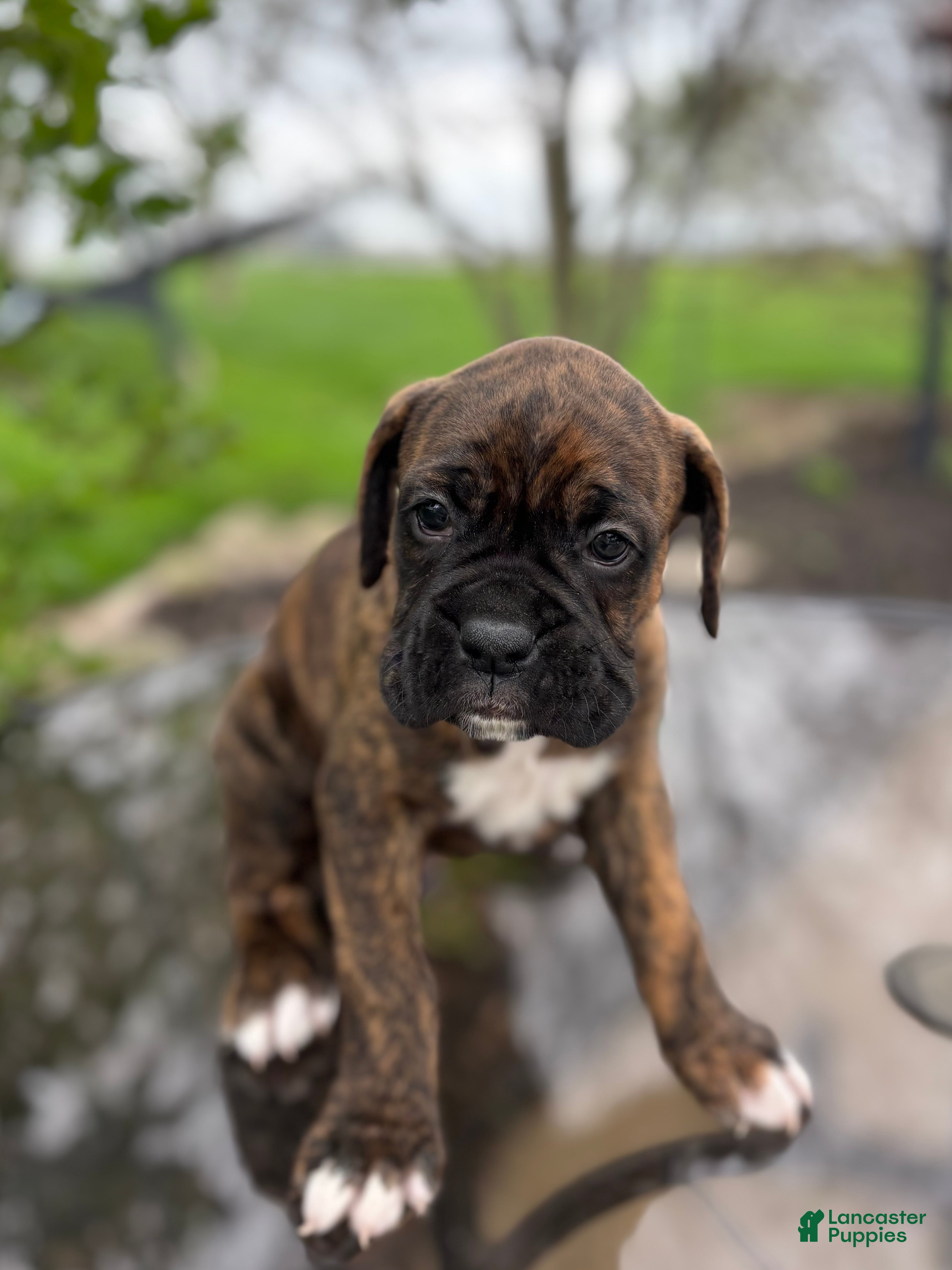 Boxer dogs Hank - Ad 2