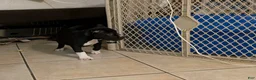 American Pit Bull Terrier dogs for sale: Midnight - Ad 7