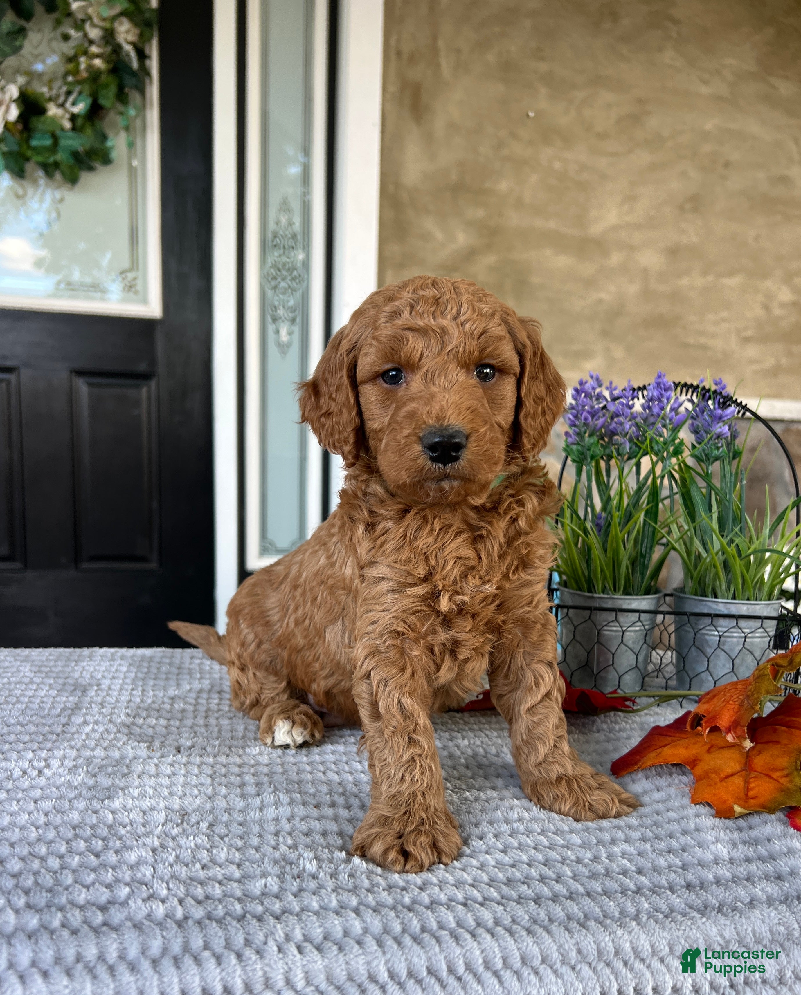 Goldendoodle dogs Lincoln - Ad 2