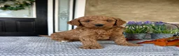 Goldendoodle dogs for sale: Lincoln - Ad 2