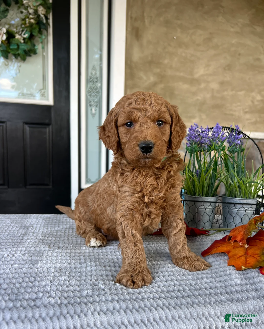 Goldendoodle dogs for sale: Lincoln - Ad 2