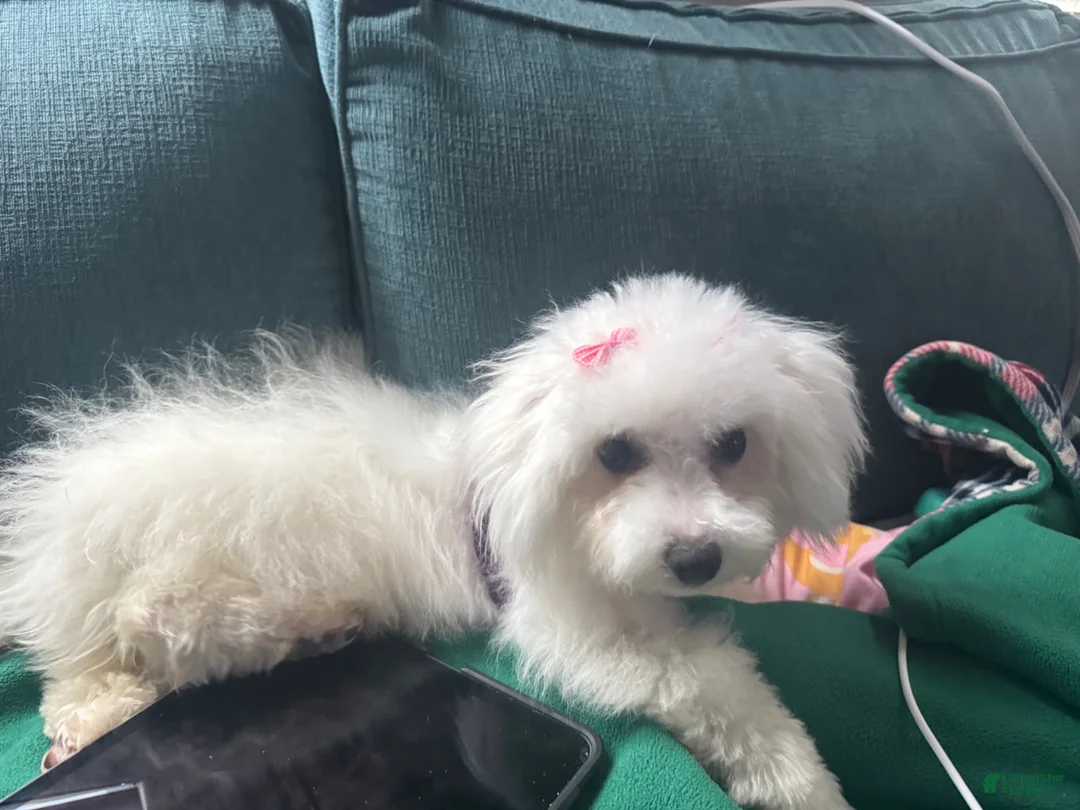 Bichon Frise dogs for sale: Bichon Frise Puppy 1 - Ad 2