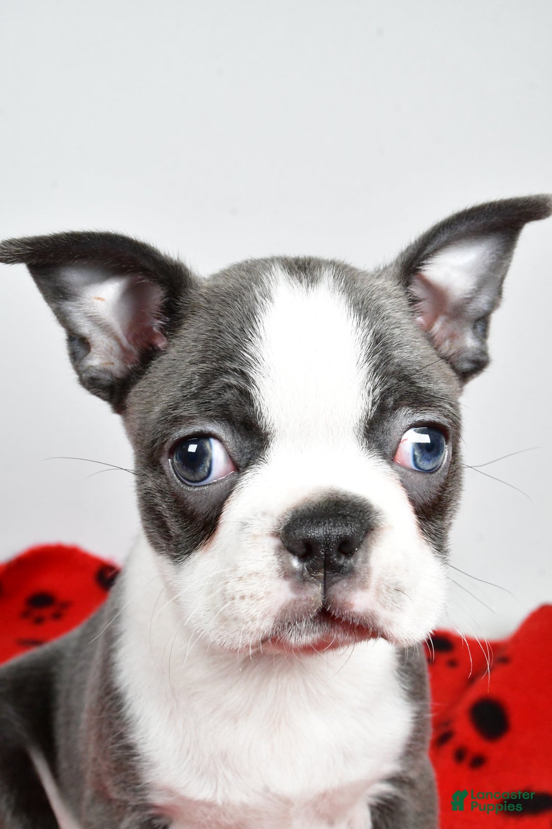 Boston Terrier dogs for sale: Trisha  - Ad 3