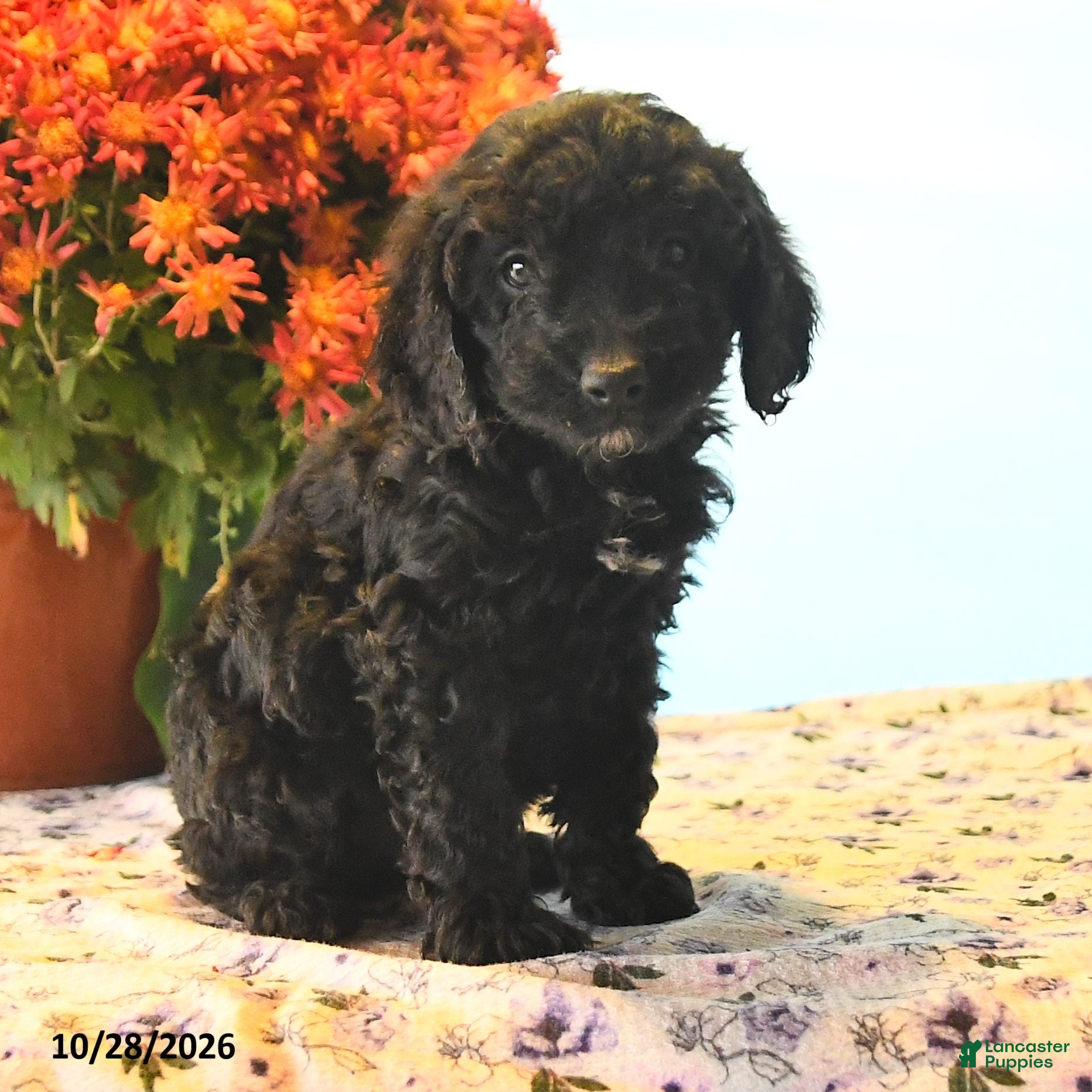 Cockapoo dogs for sale: Romeo - Ad 2