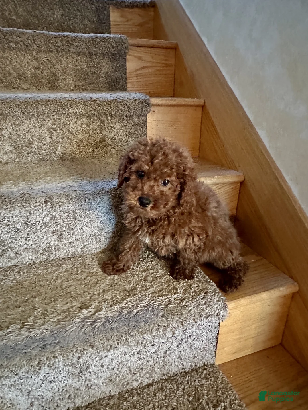 Miniature Labradoodle dogs for sale: Henry - Ad 3