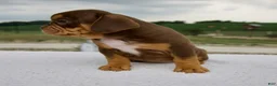 Beabull dogs for sale: Nora - Ad 5