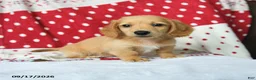 Miniature Dachshund dogs for sale: Graham - Ad 1