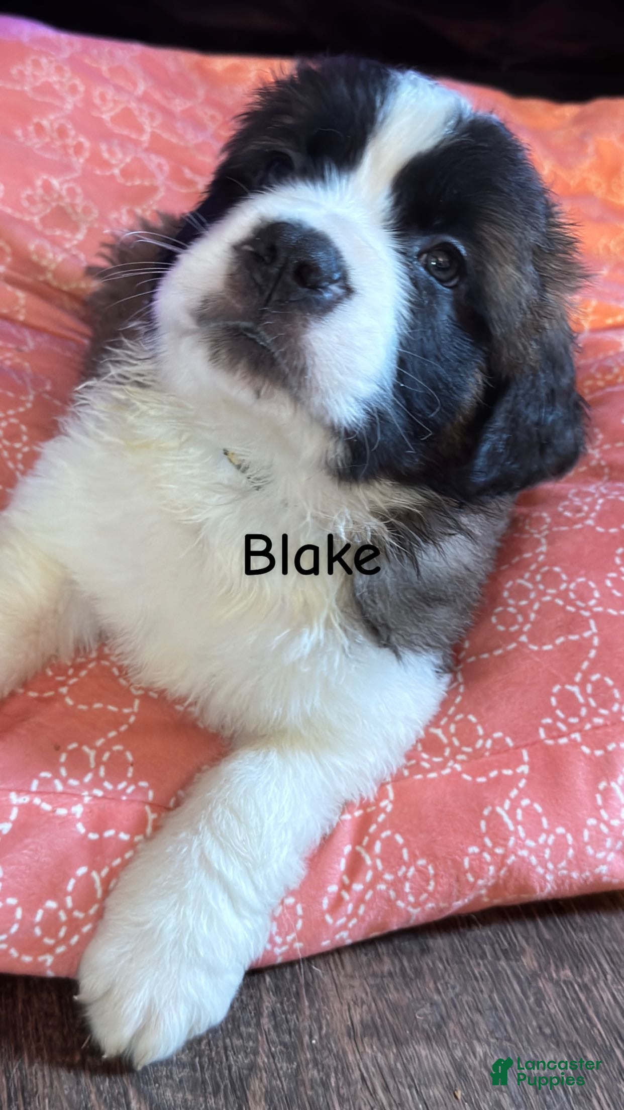Saint Bernard dogs Blake  - Ad 2