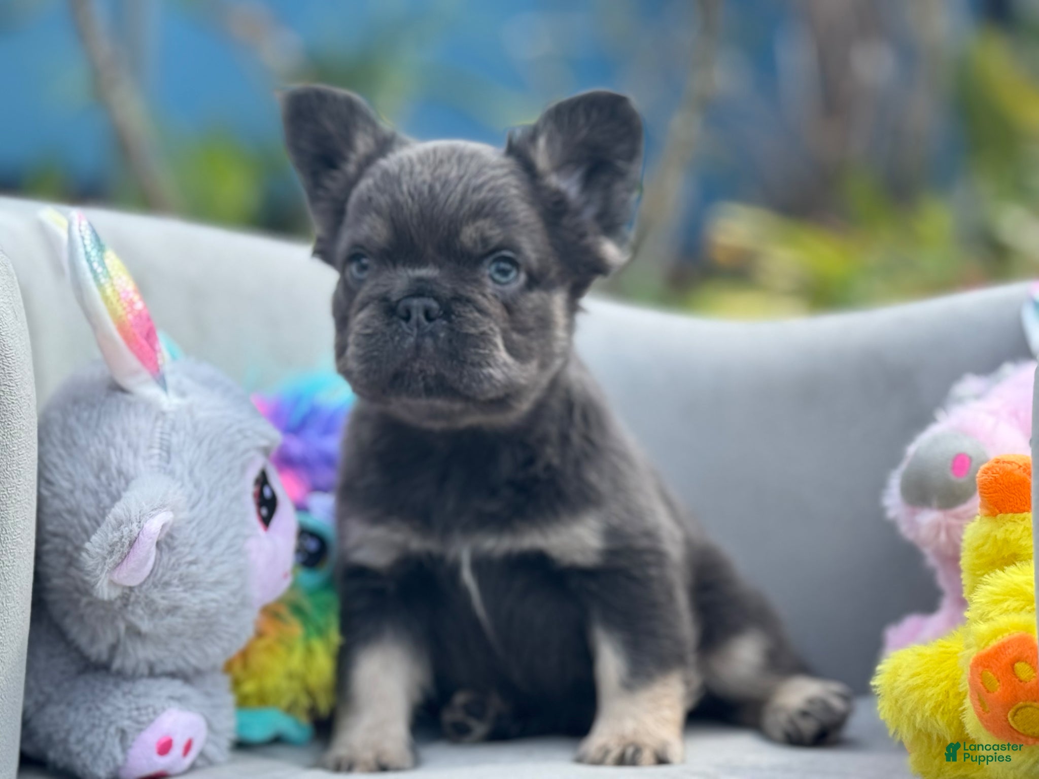 French Bulldog dogs Pluto - Ad 1