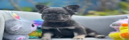 French Bulldog dogs for sale: Pluto - Ad 1