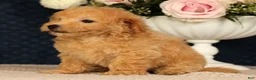 Bichpoo dogs for sale: Jenna - Ad 6