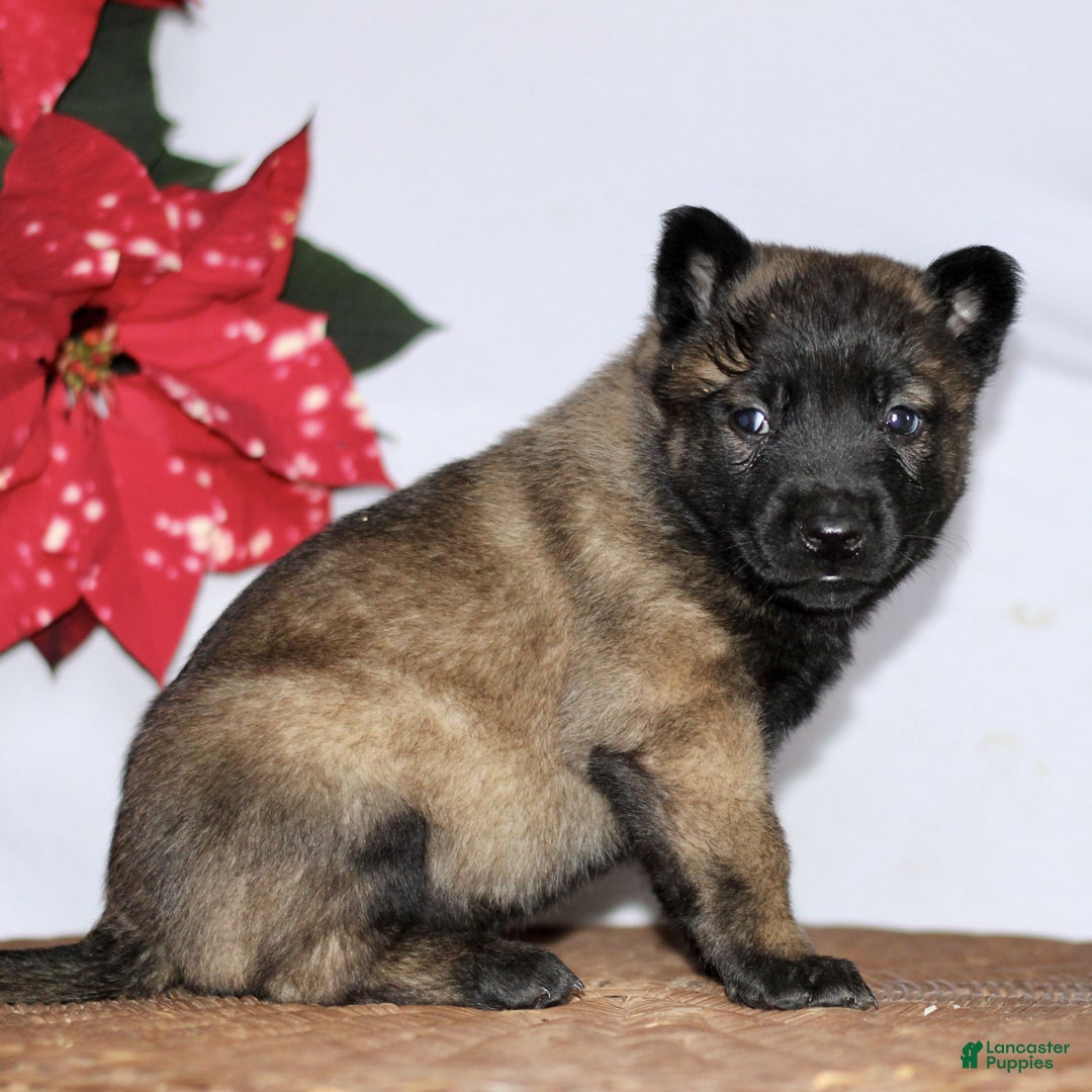 Belgian Malinois dogs for sale: Alexa  - Ad 3