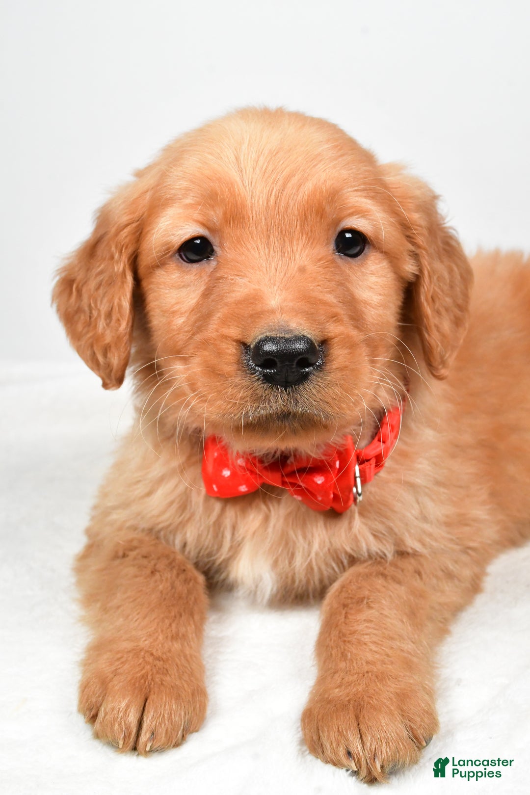 Golden Retriever dogs for sale: Keith - Ad 3