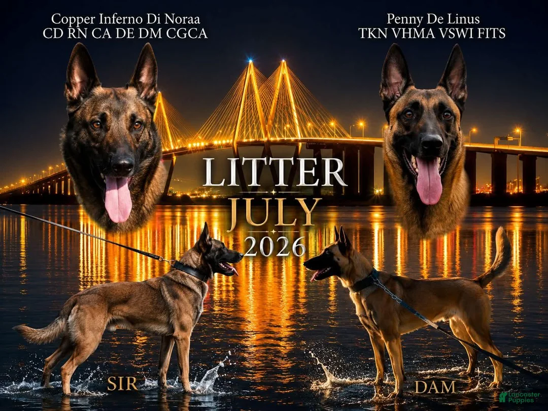 Belgian Malinois dogs for sale: Pink - Ad 9