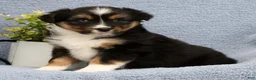 Miniature Australian Shepherd dogs for sale: Roxy - Ad 4