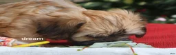 Mixed Breed dogs for sale: Nash - Ad 7