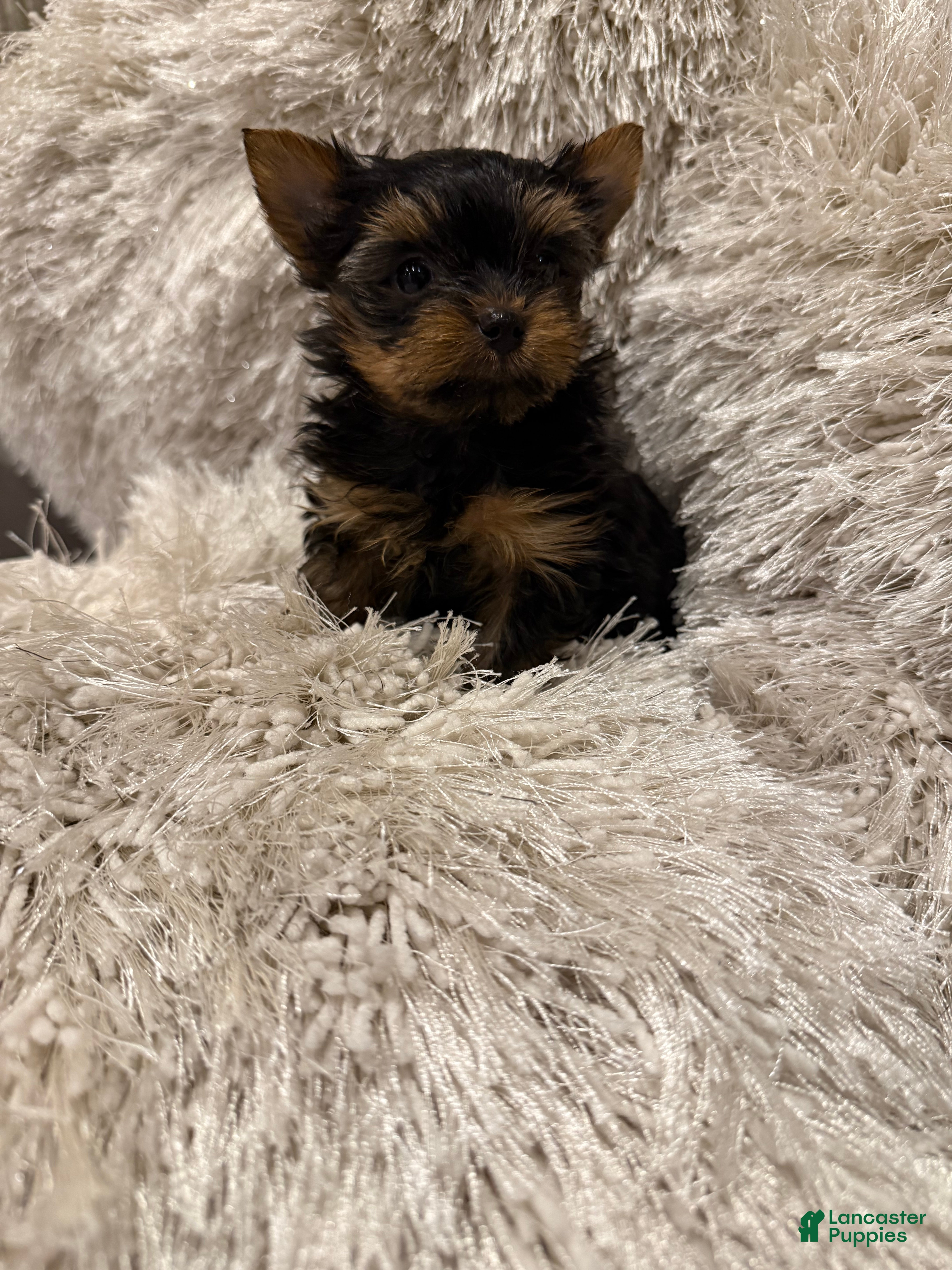 Yorkshire Terrier dogs Yorkshire Terrier 3 - Ad 17