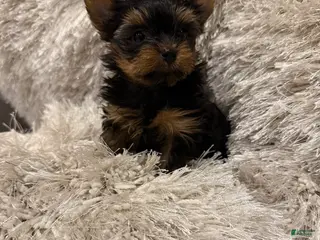 Yorkshire Terrier dogs Yorkshire Terrier 3 - Ad 5