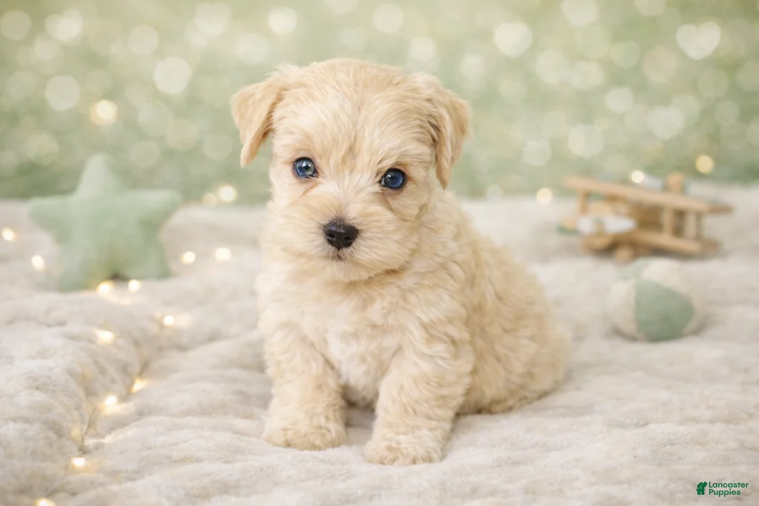 Miniature Schnauzer dogs for sale: Mr Sleet - Ad 1