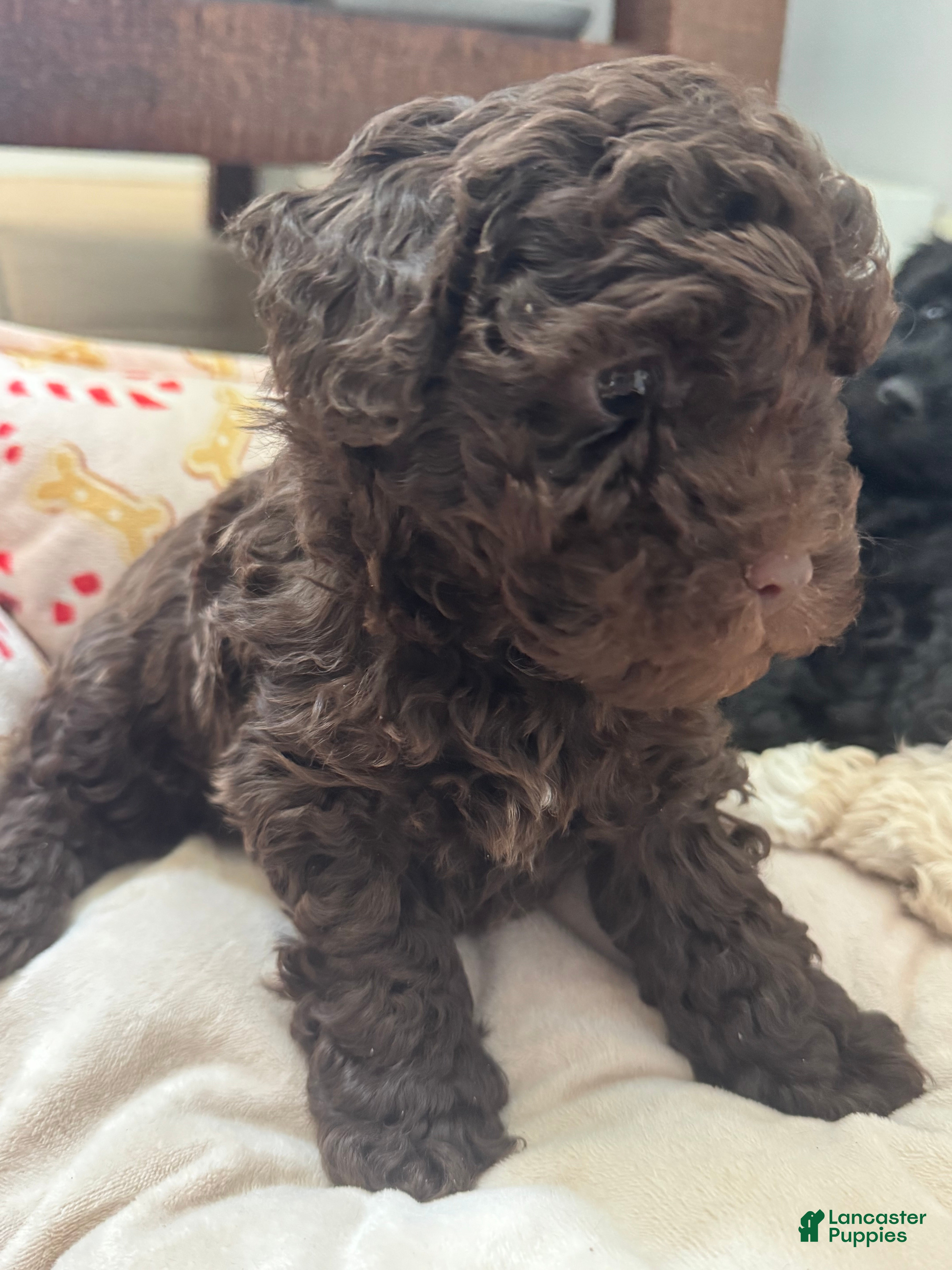 Toy Poodle dogs Toy Poodle Puppy 1 - Ad 24