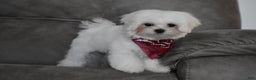 Maltese dogs for sale: Toby - Ad 2