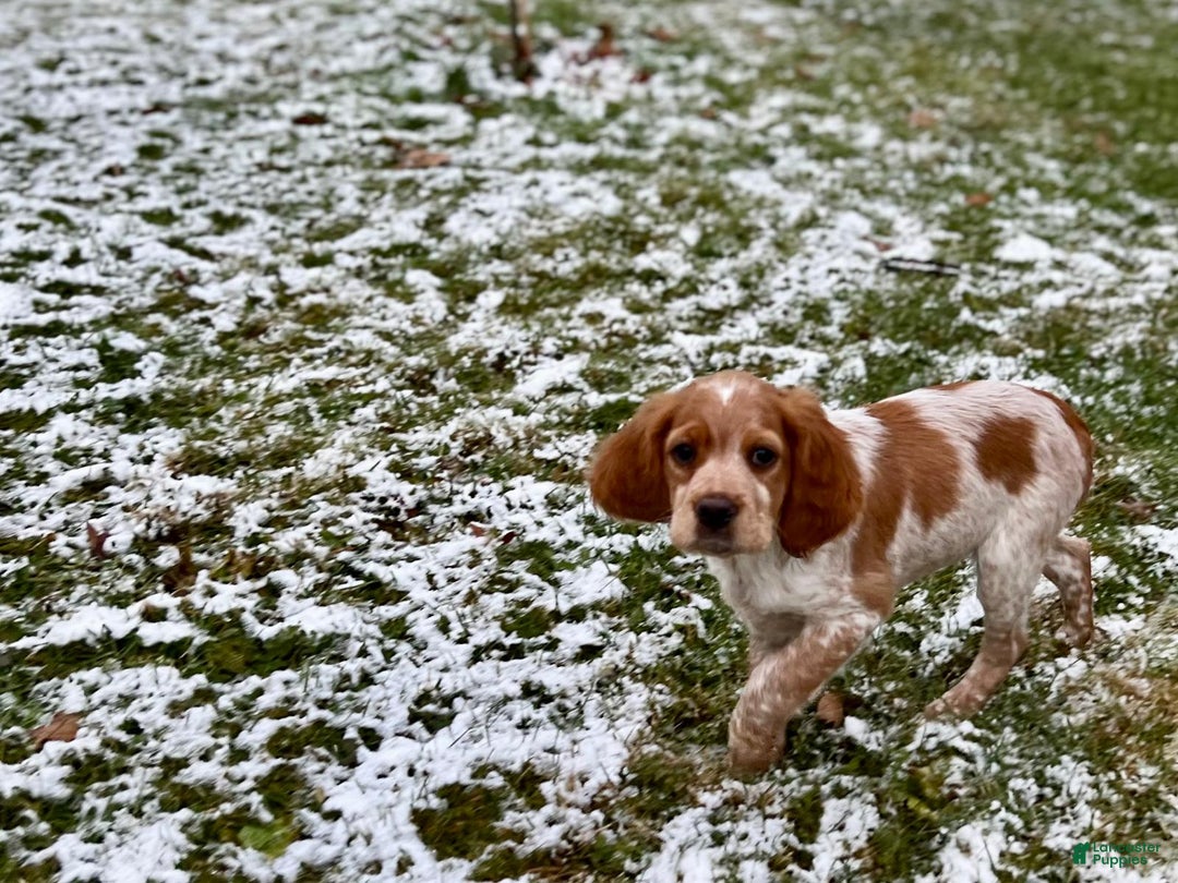 Brittany Spaniel dogs for sale: Dash - Ad 5