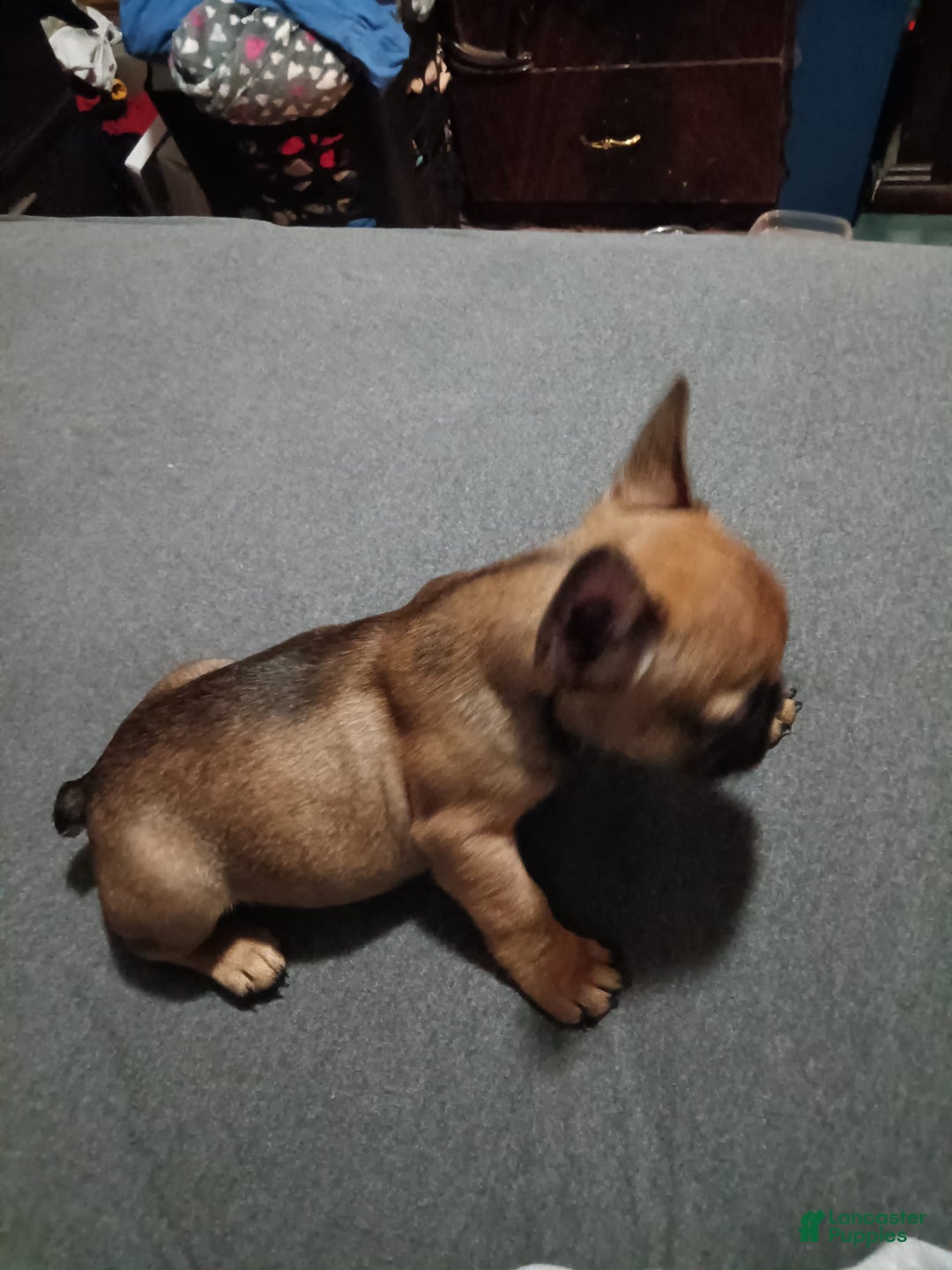 Gallery Image {{count}}