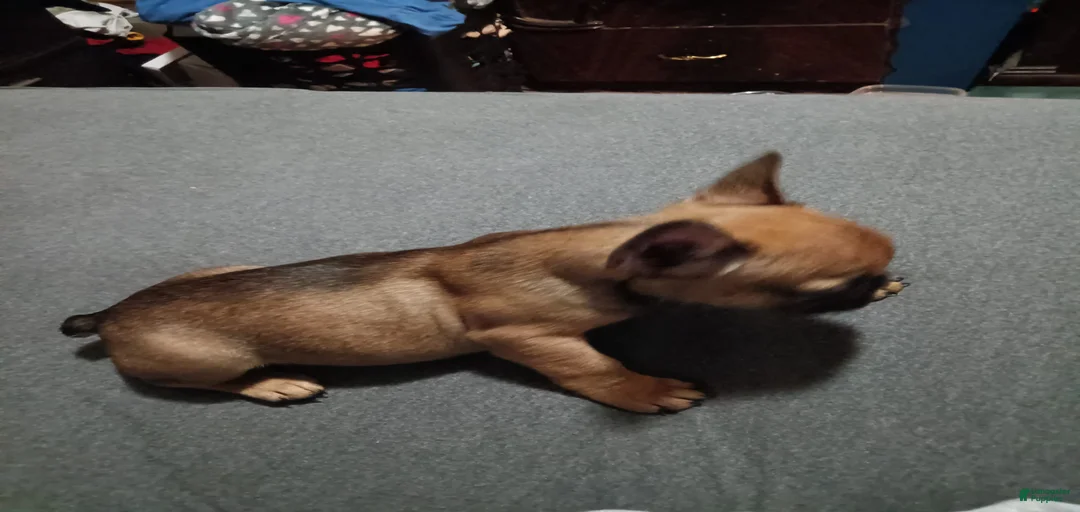 Gallery Image {{count}}