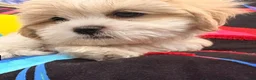 Shih Tzu dogs for sale: Leelee - Ad 8