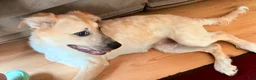 Mixed Breed dogs for sale: Mixed Breed 1 - Ad 3