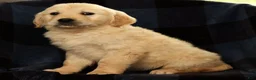Golden Retriever dogs for sale: Shena - Ad 8