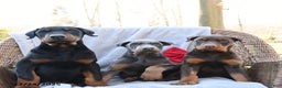 Doberman Pinscher dogs for sale: Rock - Ad 5
