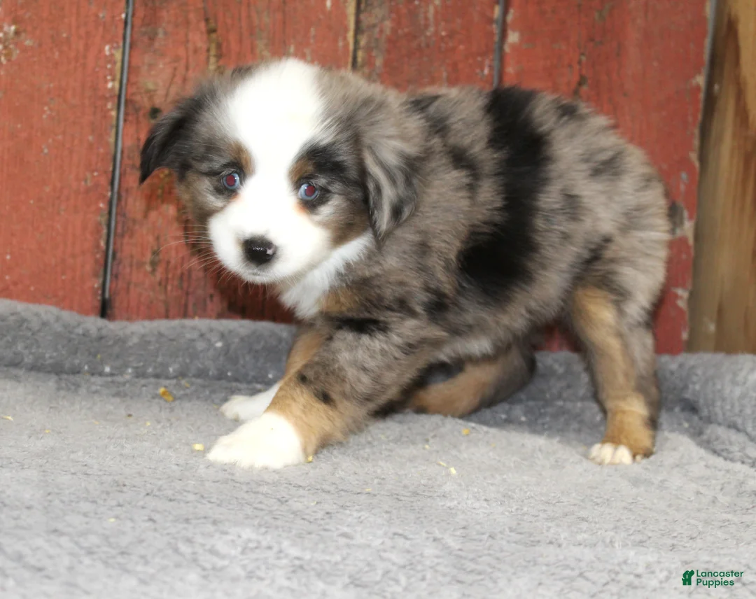 Miniature Australian Shepherd dogs for sale: Miniature Australian Shepherd Puppy 4 - Ad 2