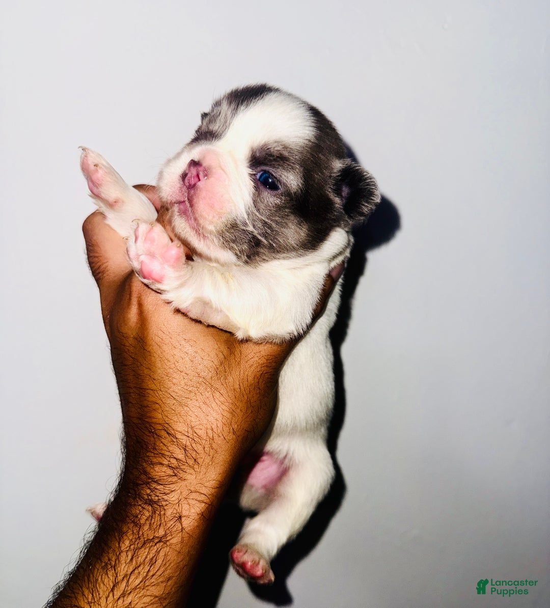 TURBO BIG ROPE EXOTIC FLUFFY FRENCHIE for sale in Jonesville