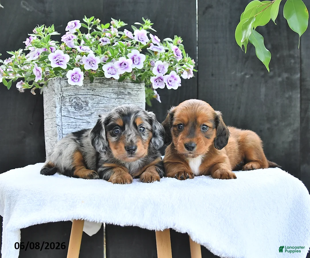 Dachshund dogs for sale: Asher - Ad 5